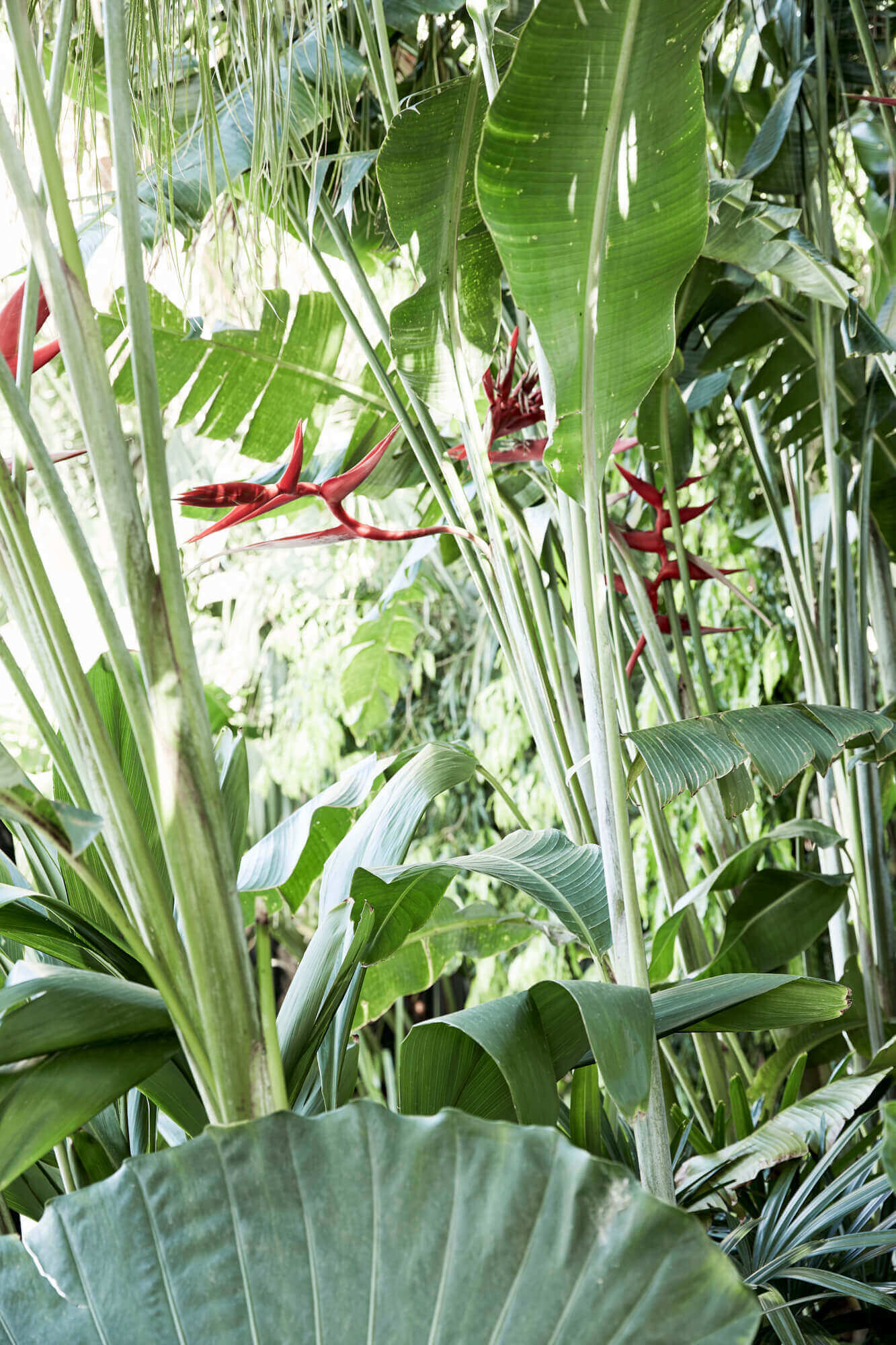 Lush tropical gardens and flowers at The Bower Byron Bay